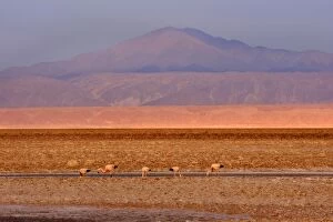 Andinus Gallery: Andean Flamingo - group of adults feeding by stalking