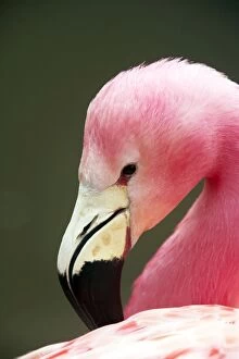 Andean Flamingo - Preening