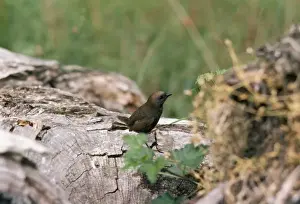 Andean / Magellanic Tapaculo - high altitude temperate zone. Garibaldi pass, Tierra del Fuego, Andea, Argentina