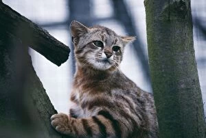 Images Dated 18th October 2005: Andean Pampas Cat - captivity