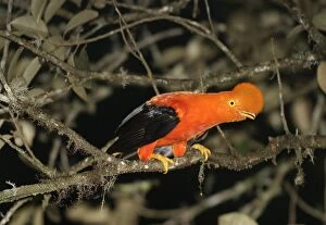 Andean / Peruvian / Red / Scarlet COCK-OF-THE-ROCK