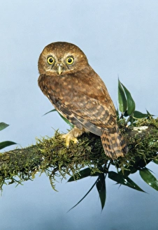 Images Dated 15th July 2005: Andean Pygmy Owl Cauca colombia