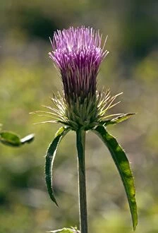 Andersons Thistle - in flower