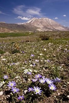 Images Dated 19th April 2009: An anemone - Anemone blanda - near the snow-line in the Bey Dagi Mountains - south Turkey