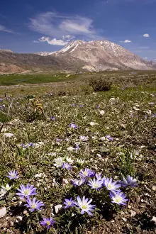Middle East Prints: An anemone - Anemone blanda - near the snow-line in the Bey Dagi Mountains - south Turkey