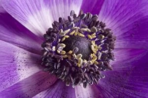 Images Dated 17th January 2006: Anemone - close-up showing stamens & pollen Anemone - close-up showing stamens & pollen
