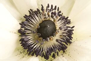 Anemone - close-up showing stamens & pollen