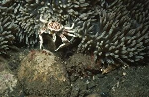 Images Dated 3rd September 2009: Anemone Crab - feeding Papua New Guinea