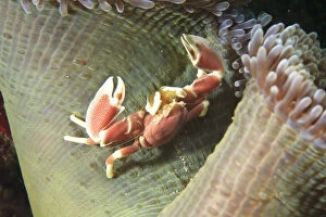 Images Dated 22nd July 2010: Anemone Crab (Neopetrolisthes ohshimai)