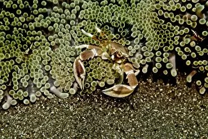 Images Dated 21st May 2007: Anemone Crab - using its delicate nets, sweeping the current for food particals