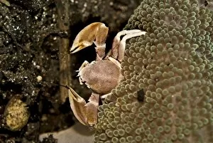 Anemone Crab - using its delicate nets sweeping the current for food particals
