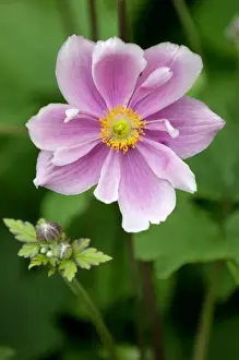 Buds Prints: Anemone crispa - A hardy herbaceous perennial - Kent garden UK July