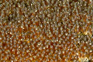 Anemonefishes Prints: Anemone Fish Eggs - Indonesia