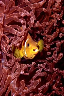 Anemone Fish. Indian Ocean - living among sea