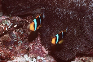Images Dated 27th June 2005: Anemone Fish - pair, female is larger of the two