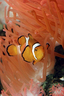 Clown / Anemone Fish