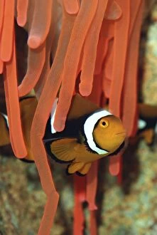 Images Dated 21st January 2007: Anemone Fish unharmed among tentacles of sea anemone, Red Sea and Indian Ocean