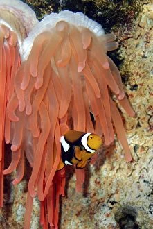 Anemone Fish - unharmed among tentacles of sea anemone