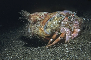 Images Dated 9th May 2006: Anemone Hermit crab - lacking a hard shell of its own the hermit crab makes its home in a vacant