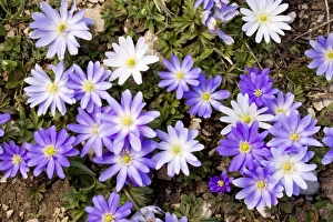 Images Dated 19th April 2009: An anemone - near the snow-line in the Taurus Mountains, south Turkey