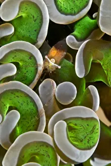 Shrimps Prints: Anemone Shrimp - Indonesia