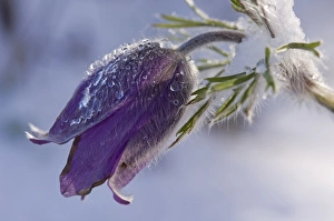Images Dated 25th March 2008: Anemone spec. - Purple flower covered with snow in early spring