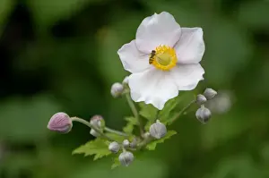 Buds Prints: Anemone tomentosa - This hardy perennial flowers from late summer to mid autumn