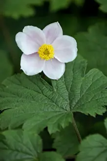 Anemone x hybrida Alba Dura - Shallow cup-shaped flowers that appear from late summer to mid autumn. Kent garden in July