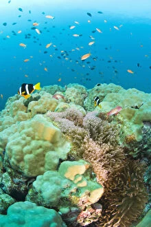Undersea Gallery: Anemonefish, scuba diving at Similan Islands