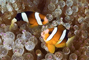 Anemone Gallery: Two anemonefish swim among poisonous anemone