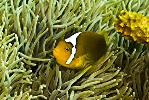 Anemonefishes Prints: Anemonefish - Unusual hybrid only seen in the PNG Solomon Islands area and not often - Papua New Guinea