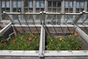 Images Dated 26th April 2008: Anemones in garden cold frame