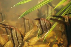 Cichlids Prints: Angel / Angel Cichlid Fish - Freshwater Rio Negro, Amazon, South America
