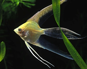 Images Dated 27th June 2006: Angel Fish