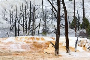 Images Dated 20th June 2013: Angel Terrace - Mammoth Hot Springs Yellowstone