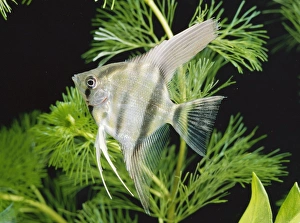 Images Dated 22nd April 2005: Angelfish / Angel Cichlid