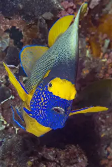 Ampat Prints: Angelfish, Raja Ampat Islands, Irian Jaya