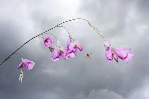 Angels Fishing Rod flowers - with approaching Hover Fly and stormy sky