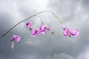 Images Dated 11th July 2008: Angel's Fishing Rod flowers - with approaching Hover Fly and stormy sky - Norfolk UK