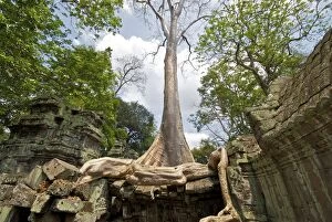Images Dated 13th March 2008: Angkor Ta Prohm tree roots and Building