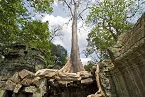 Angkor Prints: Angkor Ta Prohm tree roots and Building - Cambodia