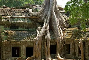 Ruins Collection: Angkor Tree roots cover - Ta Prohm - Cambodia