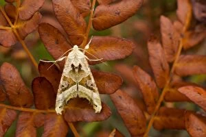 Butterflies & Insects Gallery: Angle Shades Moth - Autumn