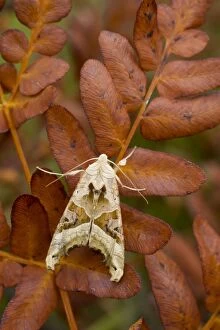 Images Dated 30th September 2012: Angle Shades Moth - Autumn
