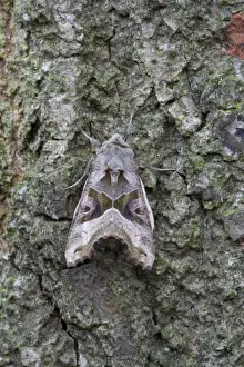 Angle Shades Moth - resting on bark of a tree - July - Cannock Chase - Staffordshire - England
