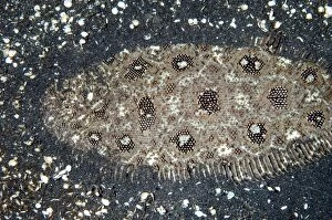 Angler Gallery: Angler Flatfish camouflaged in black sand