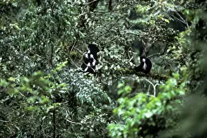Central Africa Prints: Angolan Black & White Colobus Monkey - Nyungve Forest - Rwanda