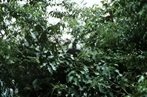 Angolan Black & White Colobus Monkey - Nyungve Forest - Rwanda