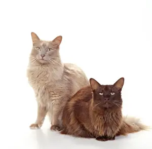 Angoras Prints: Angora - Fawn and Chocolate Cats JD 14530 © John Daniels / ARDEA LONDON