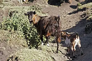 Ethiopia Prints: Angora goat Bale Mountains - Ethiopia - Africa